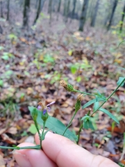 Symphyotrichum laeve concinnum