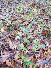 Symphyotrichum laeve concinnum