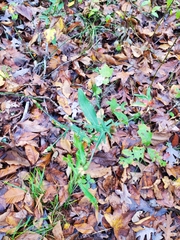 Symphyotrichum laeve concinnum