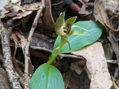 Chiloglottis grammata