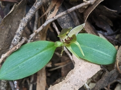 Chiloglottis grammata