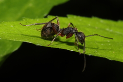 Camponotus rufipes