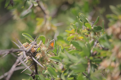 Pseudolucia chilensis