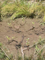 Persicaria attenuata