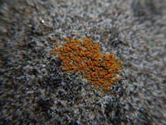 Athallia pyracea