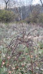 Verbena hastata