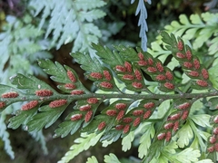 Asplenium appendiculatum appendiculatum