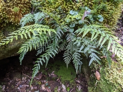 Asplenium appendiculatum appendiculatum