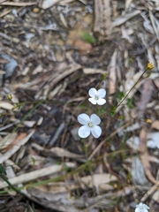 Mitrasacme polymorpha