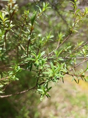 Kunzea robusta