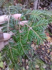 Abies balsamea