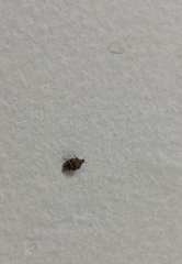 Trogoderma variabile