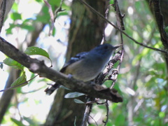 Thamnophilus caerulescens