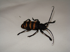 Ceroplesis capensis