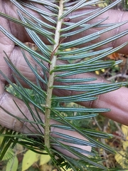 Abies balsamea