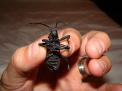 Ceroplesis capensis