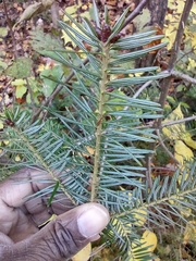 Abies balsamea