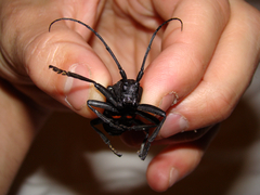 Ceroplesis capensis