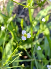 Alisma lanceolatum