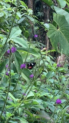 Heliconius clysonymus