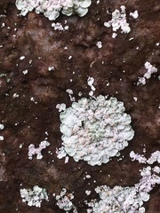 Lepraria normandinoides