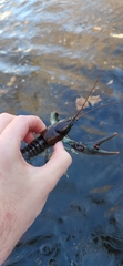 Cambarus callainus