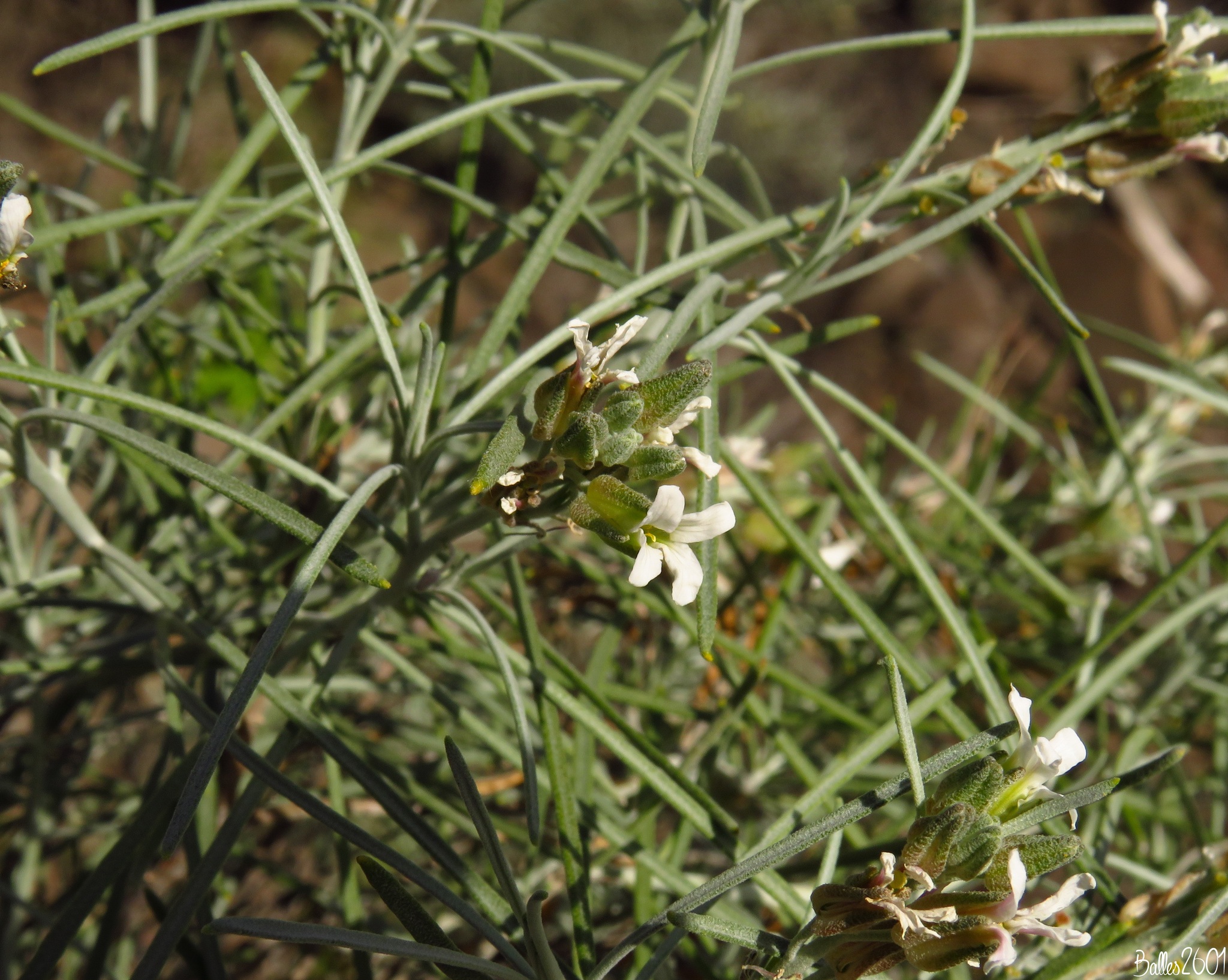 Parolinia Ornata (Parolinia ornata)