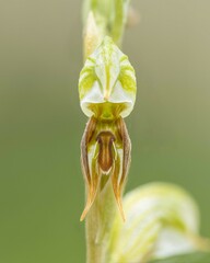 Pterostylis aciculiformis