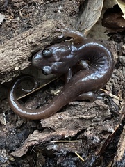 Aneides lugubris