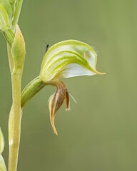 Pterostylis aciculiformis