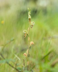 Pterostylis aciculiformis