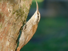 Lepidocolaptes angustirostris