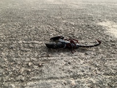 Heterometrus laoticus