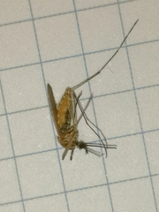 Culiseta longiareolata