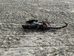 Heterometrus laoticus