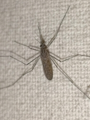 Culiseta longiareolata