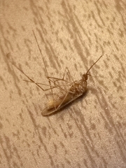 Culiseta longiareolata