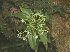 Epidendrum lacustre image