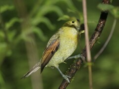 Pachyramphus versicolor