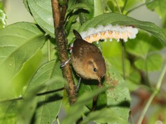 Troglodytes ochraceus