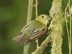 Pachyramphus versicolor