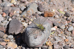 Erpetogomphus crotalinus