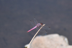 Orthemis ferruginea