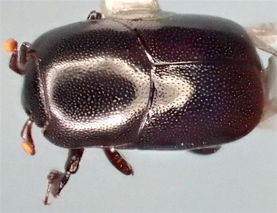 Teretrius obliquulus