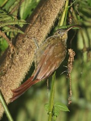 Campylorhamphus pusillus