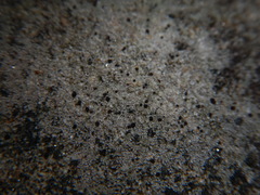 Lecidella