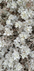 Atriplex leucophylla