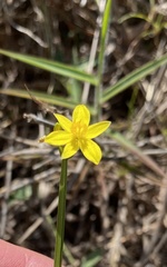 Tricoryne anceps