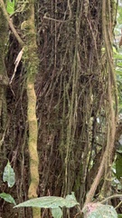 Socratea exorrhiza