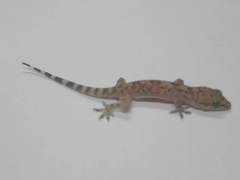 Hemidactylus turcicus